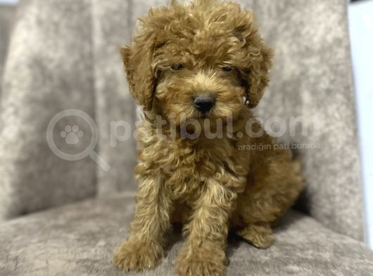 Toy Poodle Minyatür Boy