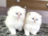 Safkan top kafalar 15 adet her cins