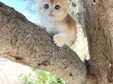 Nyv12 11 Corin Gen Goldcat Anne Baba Secereli