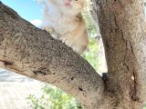 Nyv12 11 Corin Gen Goldcat Anne Baba Secereli