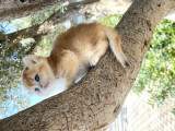 Nyv12 11 Corin Gen Goldcat Anne Baba Secereli