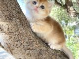 Nyv12 11 corin gen goldcat anne baba secereli