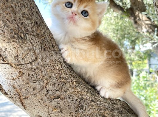 Nyv12 11 Corin Gen Goldcat Anne Baba Secereli