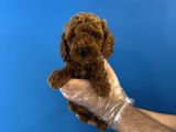 RED BROWNE ÖZEL RENK TOY POODLE YAVRULARI