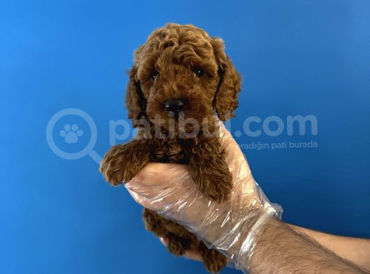 RED BROWNE ÖZEL RENK TOY POODLE YAVRULARI