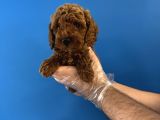 Red Browne Özel Renk Toy Poodle Yavrulari