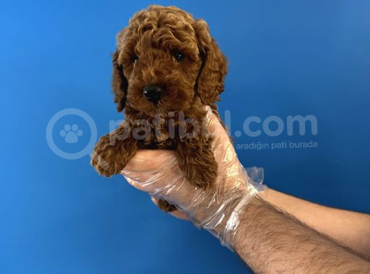 Red Browne Özel Renk Toy Poodle Yavrulari görsel