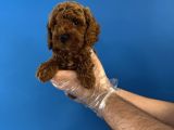 Red Browne Özel Renk Toy Poodle Yavrulari