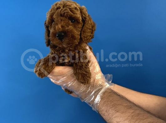 Red Browne Özel Renk Toy Poodle Yavrulari görsel