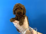 Red Browne Özel Renk Toy Poodle Yavrulari