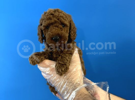 Red Browne Özel Renk Toy Poodle Yavrulari görsel