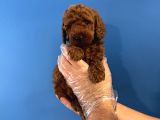 Gerçek Toy Poodle Yavrulari