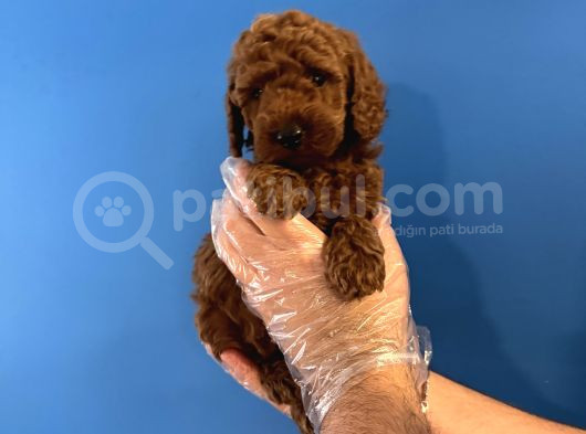 Gerçek Toy Poodle Yavrulari görsel