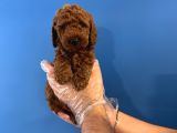 GERÇEK TOY POODLE YAVRULARI