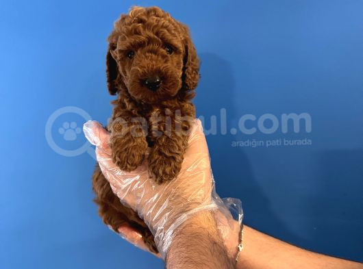 GERÇEK TOY POODLE YAVRULARI