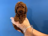 Gerçek Toy Poodle Yavrulari