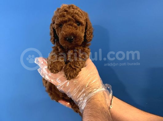 Gerçek Toy Poodle Yavrulari görsel