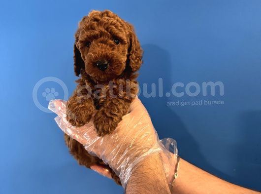 Gerçek Toy Poodle Yavrulari görsel