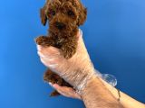Red Browne Toy Poodle Yavrularimiz