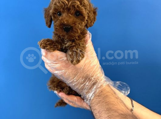 Red Browne Toy Poodle Yavrularimiz görsel