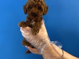 Red Browne Toy Poodle Yavrularimiz