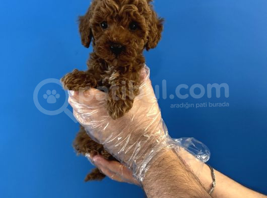 Red Browne Toy Poodle Yavrularimiz görsel