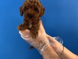 RED BROWNE TOY POODLE YAVRULARIMIZ