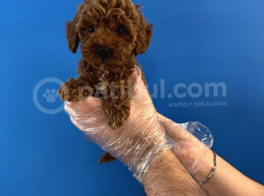 RED BROWNE TOY POODLE YAVRULARIMIZ