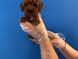 Red Browne Toy Poodle Yavrularimiz