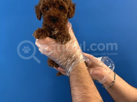 Red Browne Toy Poodle Yavrularimiz görsel