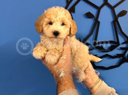 Ruhsatli Köpek Çi̇ftli̇ği̇nden Malti̇poo Yavrulari görsel