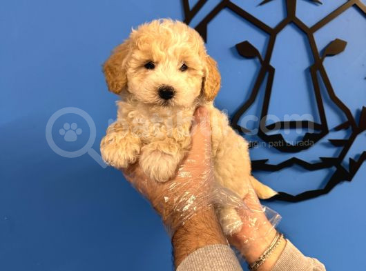 Ruhsatli Köpek Çi̇ftli̇ği̇nden Malti̇poo Yavrulari