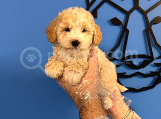 Ruhsatli Köpek Çi̇ftli̇ği̇nden Malti̇poo Yavrulari görsel