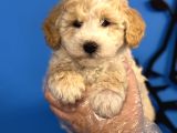 Ruhsatli Köpek Çi̇ftli̇ği̇nden Malti̇poo Yavrulari