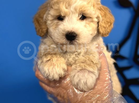 Ruhsatli Köpek Çi̇ftli̇ği̇nden Malti̇poo Yavrulari görsel