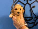 ÇOK ÖZEL MALTİPOO YAVRULARIMIZ