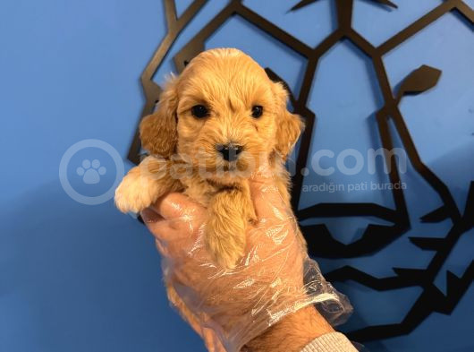 ÇOK ÖZEL MALTİPOO YAVRULARIMIZ