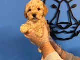 Apri̇cot Renk Poodle Yavrularimiz