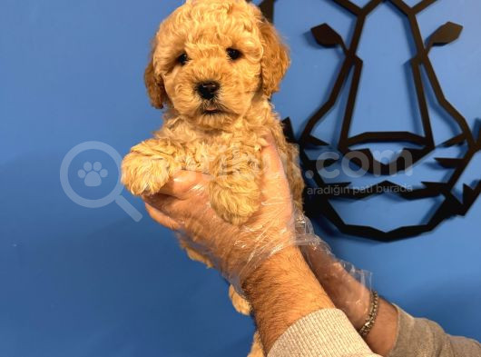 Apri̇cot Renk Poodle Yavrularimiz görsel