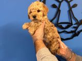 Apri̇cot Renk Poodle Yavrularimiz