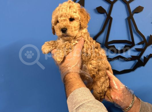 Apri̇cot Renk Poodle Yavrularimiz görsel