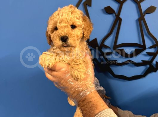 Apri̇cot Renk Poodle Yavrularimiz görsel