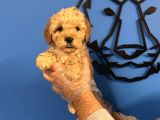 Apri̇cot Renk Poodle Yavrularimiz