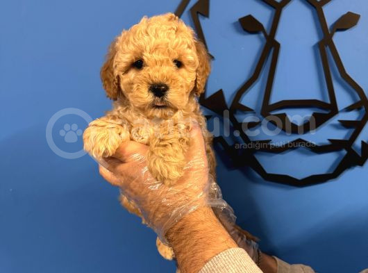 Apri̇cot Renk Poodle Yavrularimiz görsel
