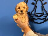 APRİCOT RENK POODLE YAVRULARIMIZ
