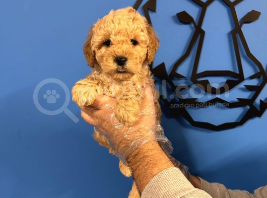 Apri̇cot Renk Poodle Yavrularimiz