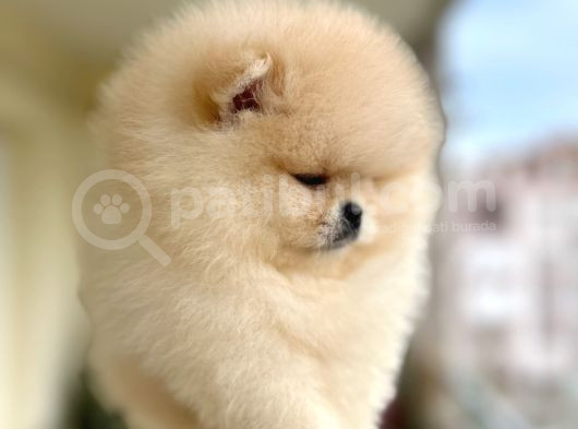 En Üst Kali̇te Ori̇ji̇nal Pomerani̇an Boo görsel