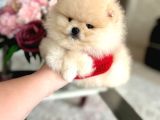 EN ÜST KALİTE ORİJİNAL POMERANİAN BOO