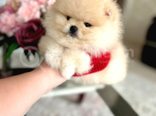 En Üst Kali̇te Ori̇ji̇nal Pomerani̇an Boo