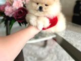 En Üst Kali̇te Ori̇ji̇nal Pomerani̇an Boo